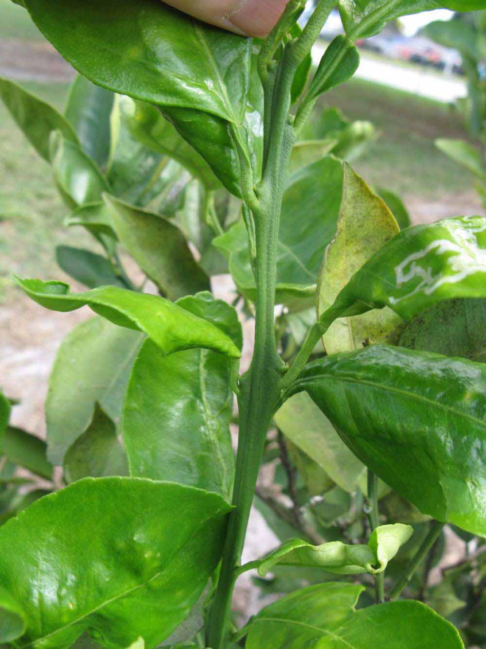            First year twig (Winter Haven, FL)   